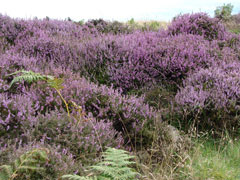 Pink heather covered hut circle
