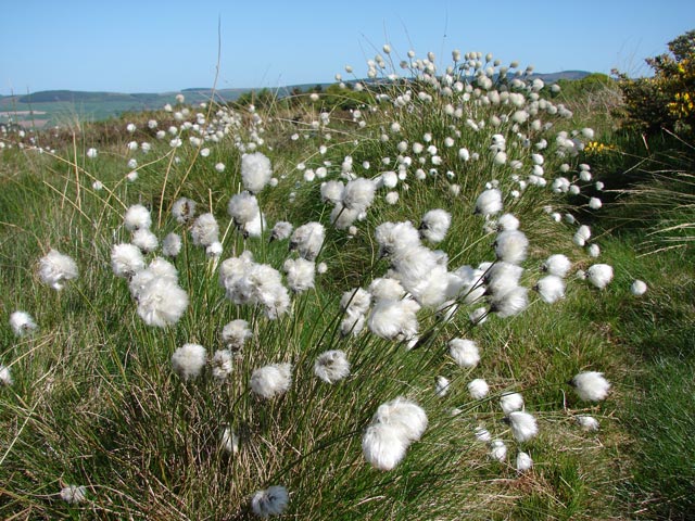 Bog cotton at side of grassy moorland path