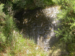Cup and ring marked rock surrounded by gorse