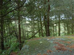 Rocky outcrop in fir tree plantation